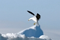 Kelp Gull.20081117_5010