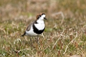Two-babded.plover.20081108_2835