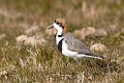 Two-banded.plover.20081108_2844