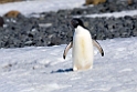 Adeile Penguin.20081117_5038