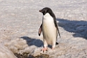 Adeile Penguin.20081117_5235