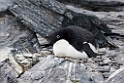 Adeile Penguin.Shingle Cove.20081115_4787