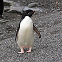 Adeile Penguin.Shingle Cove.20081115_4805