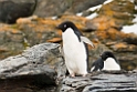 Adeile Penguin.shingle cove.20081115_4780
