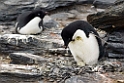 Adeile Penguin.shingle cove.20081115_4784