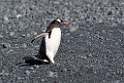 Gentoo Penguin.20081117_5030