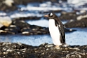 Gentoo Penguin.20081117_5057