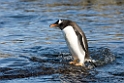 Gentoo Penguin.20081117_5158