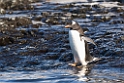 Gentoo Penguin.20081117_5164