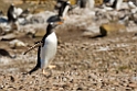 Gentoo.Penguin.20081106_1776