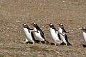 Gentoo.Penguin.20081106_1904