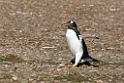 Gentoo.Penguin.20081106_1910