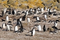 Gentoo.Penguin.20081106_1921
