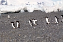 Penguins. Brown Bluff.20081117_5076