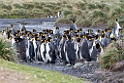 King Penguin.20081111_3464