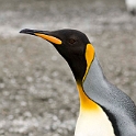 King Penguin.20081111_3470a