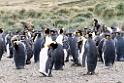 King Penguin.20081111_3484a