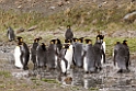 King Penguin.20081112_3687