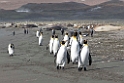 King Penguin.20081113_3790