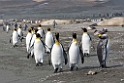 King Penguin.20081113_3791
