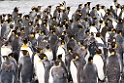 King Penguin.20081113_3813