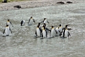 King Penguin.20081113_3959
