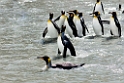 King Penguin.20081113_3967