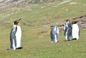 King.Penguin.20081107_2753