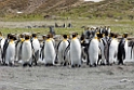 king penguin.20081113_3991