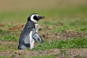 Magellanic Penguin.20081107_2141