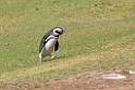 Magellanic.Penguin.20081107_2634