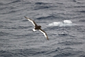 Antarctic Petrel.20081116_4851