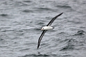 Black-browed Albatross.20081105_0741