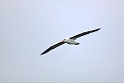 Black-browed Albatross.20081105_0777