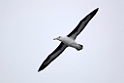 Black-browed Albatross.20081105_0790