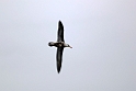 Black-browed Albatross.20081105_0812