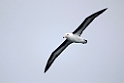 Black-browed Albatross.20081105_1029