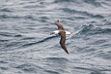 Black-browed Albatross.20081105_1200