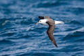 Black-browed Albatross.20081105_1239