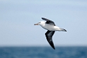 Black-browed Albatross.20081105_1259