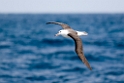 Black-browed Albatross.20081105_1265