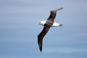 Black-browed Albatross.20081105_1347a