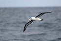 Black-browed Albatross.20081105_1378
