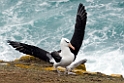 Black-browed Albatross.20081107_2385