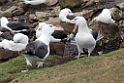 Black-browed Albatross.20081107_2423