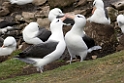 Black-browed Albatross.20081107_2436