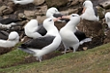 Black-browed Albatross.20081107_2437