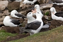 Black-browed Albatross.20081107_2443