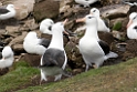 Black-browed Albatross.20081107_2445
