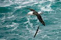 Black-browed Albatross.20081107_2492